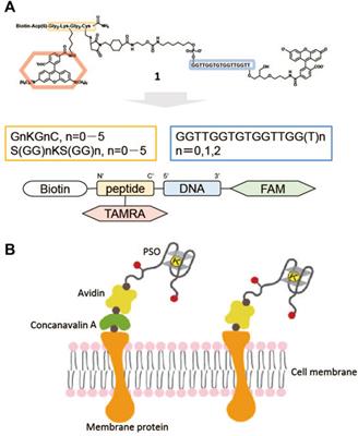 Fluorescence Imaging of Extracellular Potassium Ion Using Potassium Sensing Oligonucleotide